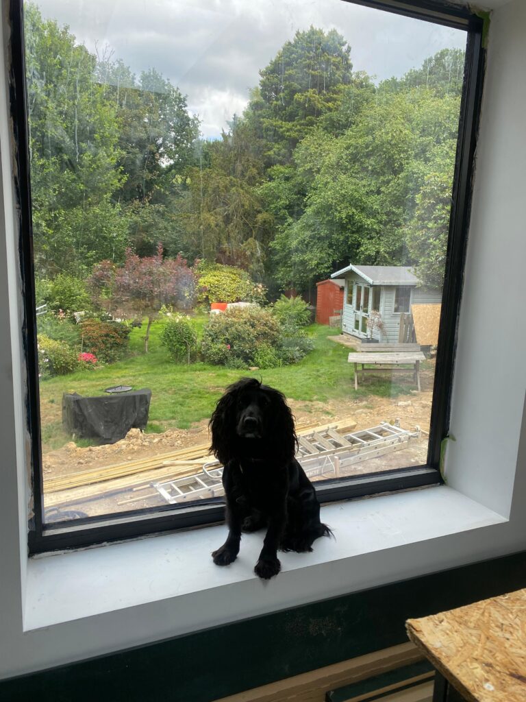 dog in the window